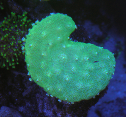 Green Stardust Leather Coral Reef Saltwater Aquarium