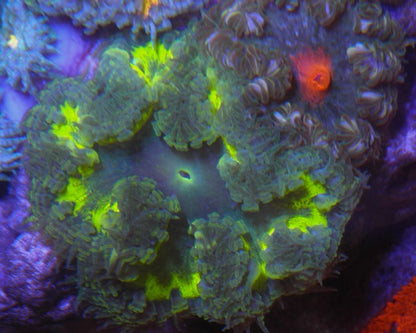 Sour Apple Green Flower Rock Anemone Coral Reef Aquarium