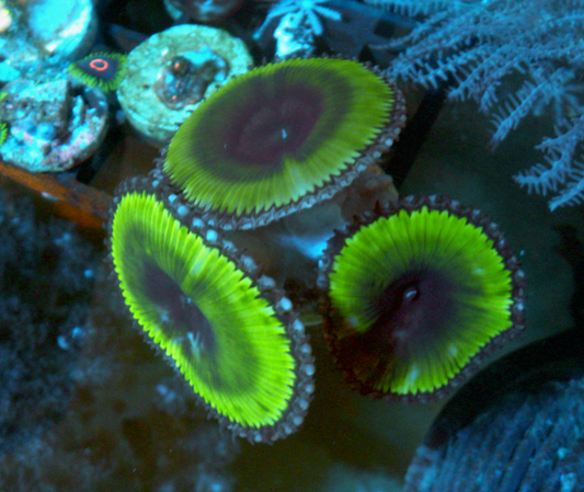 Huge Green Palythoa Grandis Cinnamon Polyps - Reef Gardener