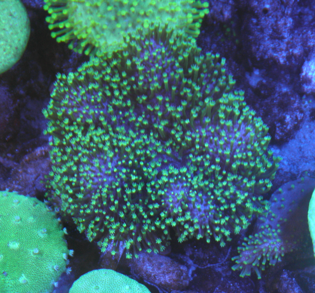 Aussie Green Polyp Crown Leather Coral Reef Aquarium