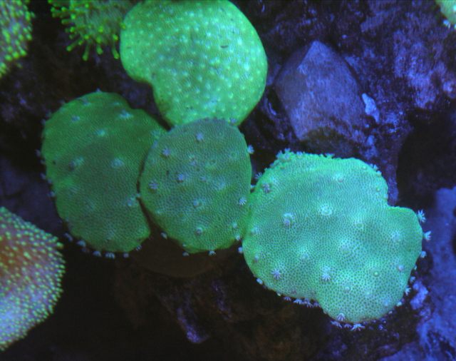 Green Stardust Leather Coral Reef Saltwater Aquarium