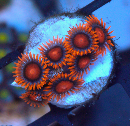 Bambam Orange Zoanthids Coral Reef Aquarium 4