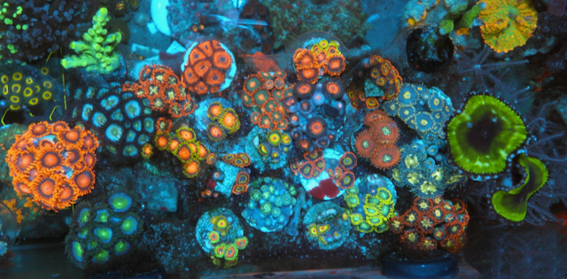 Long Lash Eagle Red Pornstar Zoanthids Coral - Reef Gardener