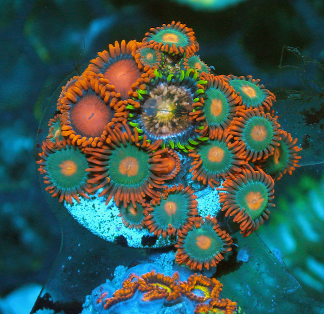 Bambam Orange Gatorade Nirvana Zoanthids Coral Reef