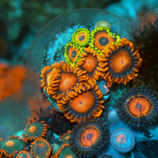 Long Lash Eagle Red Pornstar Zoanthids Coral - Reef Gardener