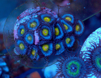 True Blue AOI Zoanthids Coral Reef Aquarium 2