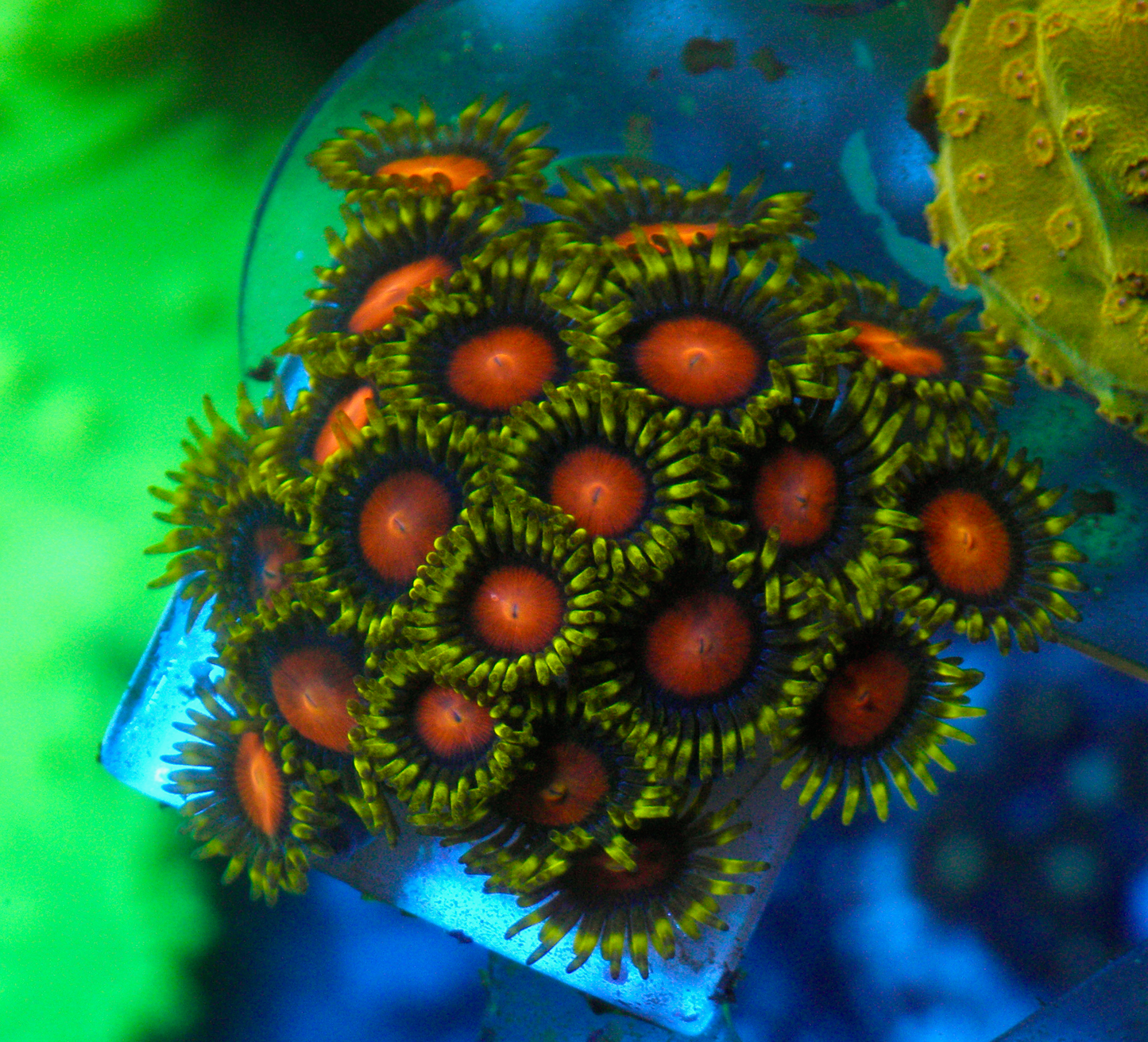 Dragon Eye Yellow Brick Road Zoanthids Coral Reef Aquarium