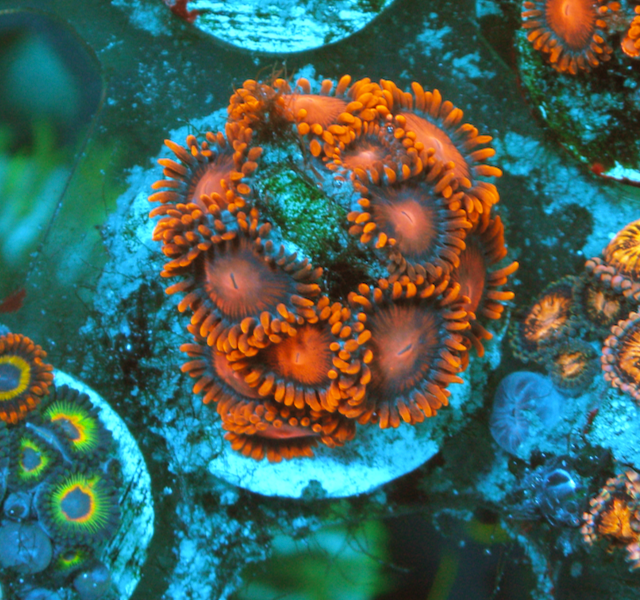 Orange Bambam Zoanthids Coral Reef Aquarium