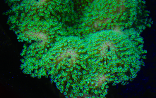 Aussie Green Polyp Crown Leather Coral Reef Aquarium