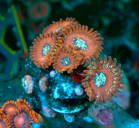 Magician Seduction Orange Zoanthids Coral Reef Saltwater Aquarium