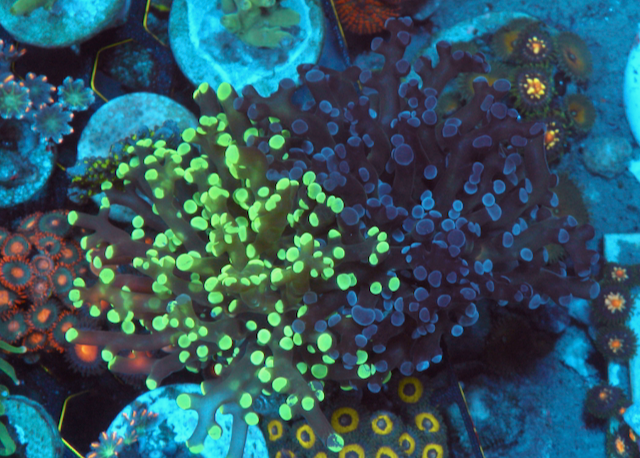 50/50 Split Neon Bicolor Violet Frogspawn Coral Reef