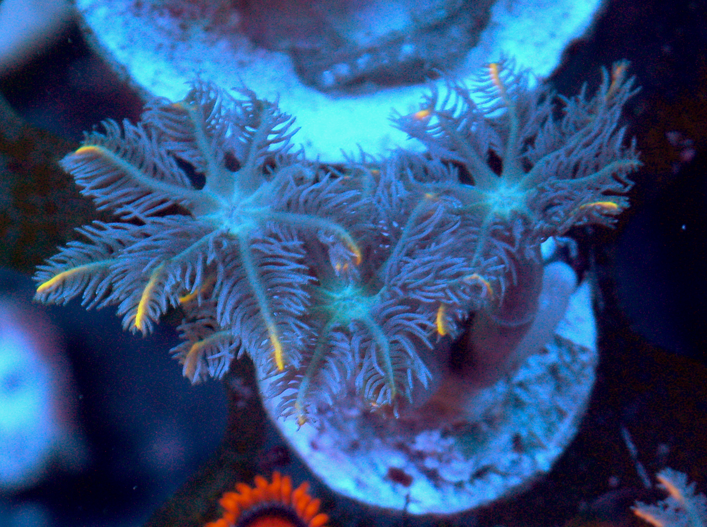 Gold Dust Clove Polyps Coral Reef