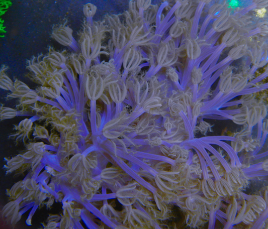 African Cespitularia Violet Xenia Soft Coral Vargas