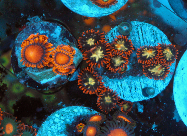 Bambam Orange Zoanthids Coral - Reef Gardener