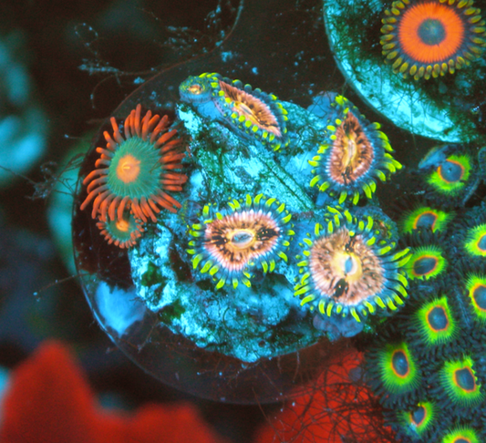 Nirvana Gold Pink Gatorade Zoanthids Palythoa Coral Reef Aquarium