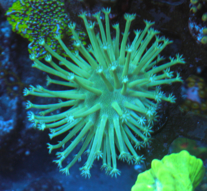 Ultra Toxic Leather Coral Saltwater Aquarium