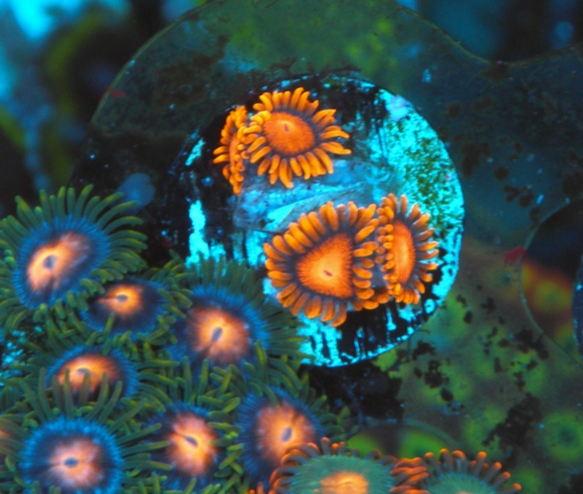 Tangerine Bambam Zoanthids Coral 3