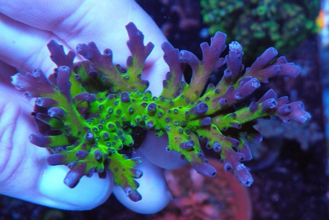 Frankie's Kryptonite Acropora Tortuosa Coral Reef Aquarium