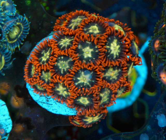Orange Star Zoanthids Coral Fish Tank 3