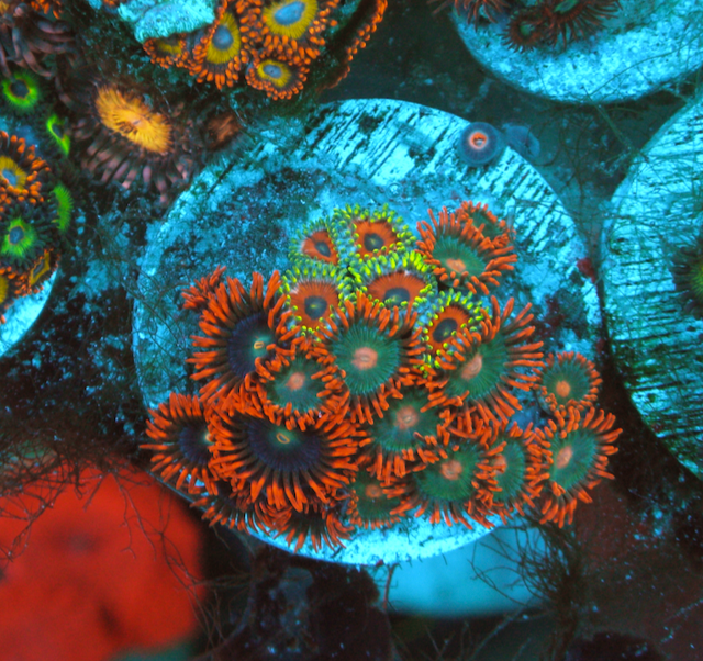 Eagle Eye Punk Rocker Zoanthids Saltwater Coral Reef Trio