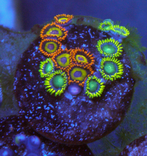 Fruit Loop Dragon Zoanthids Zoa Coral Reef Aquarium