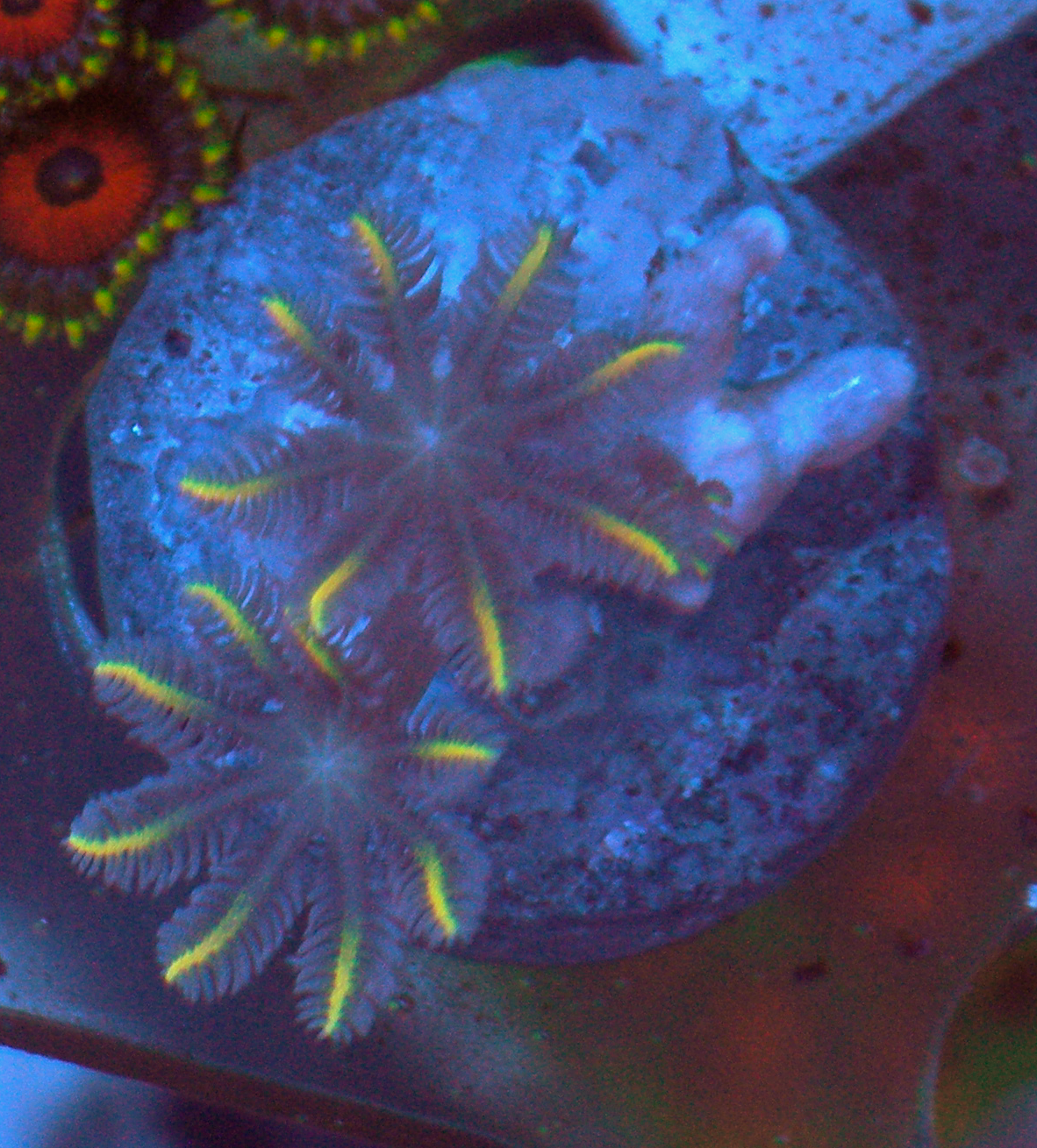 Gold Dust Clove Polyps Coral Reef
