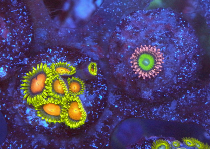 Big Pink Hippo Chuckies Bride Zoanthids