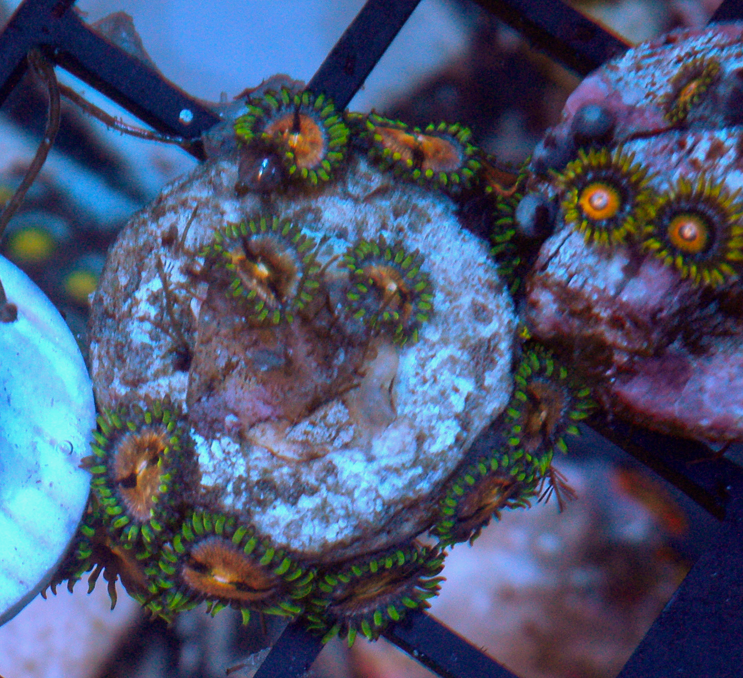 Nirvana Zoanthids Coral Saltwater Reef Aquarium