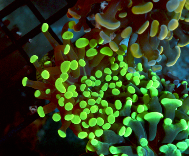 Lemon Lime Branching Hammer Coral Reef 2