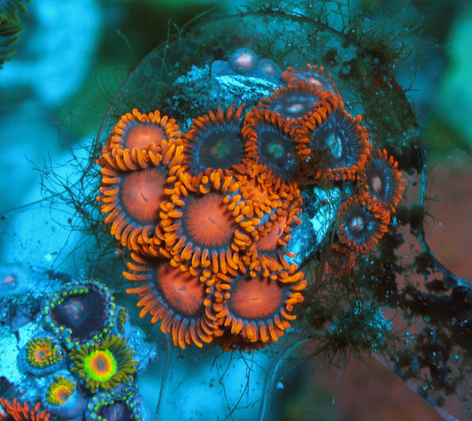 Fire Ice Orange Bambam Zoanthids Coral Combo