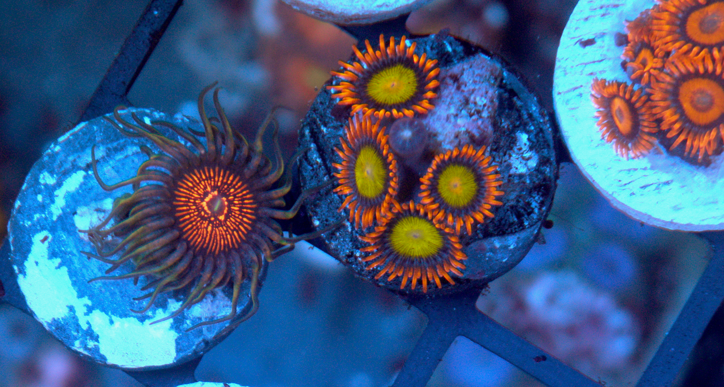God of War Zoanthids Saltwater Reef Tank Aquarium