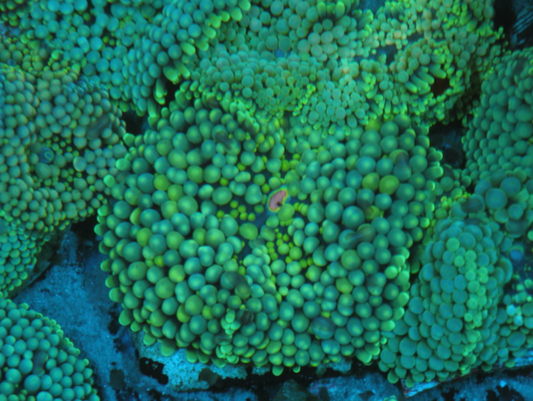 Aquamarine Ricordea Mushroom Yuma - Reef Gardener
