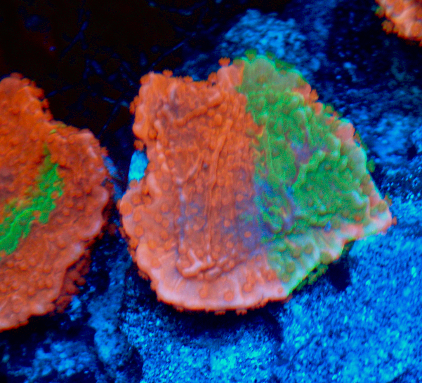 WWC Grafted Green & Orange Montipora 2