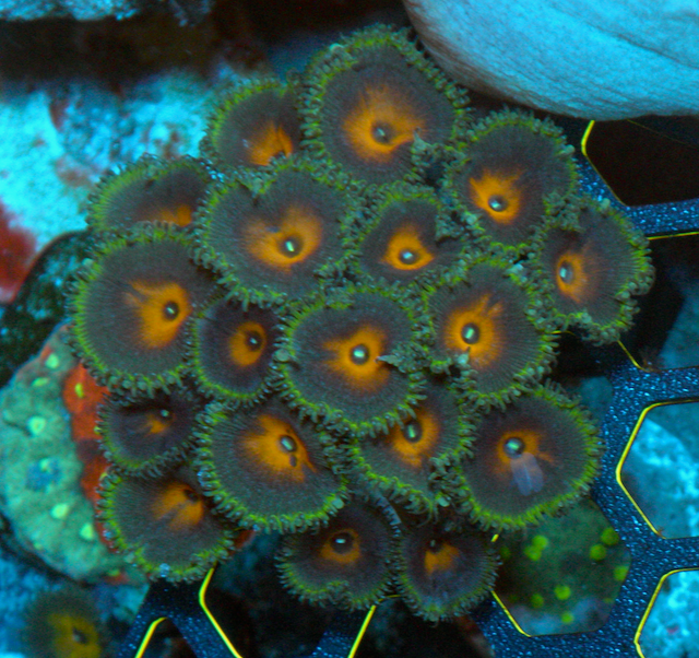 Captain America Palythoa Coral Reef