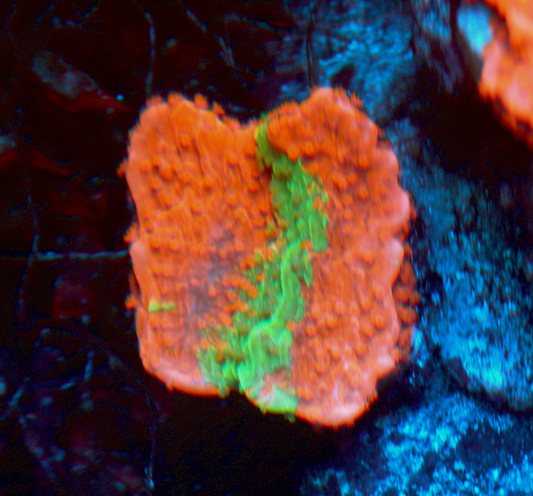WWC Grafted Green & Orange Montipora