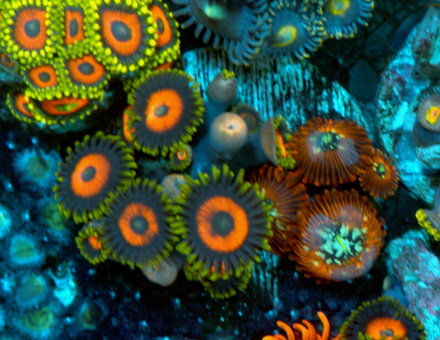 Crazy Lady & Cherry Bomb Zoanthids Coral