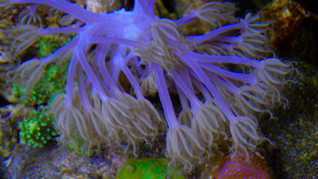 African Cespitularia Violet Xenia Soft Coral Vargas