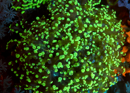 Neon Space Invader Frogspawn Coral - Reef Gardener