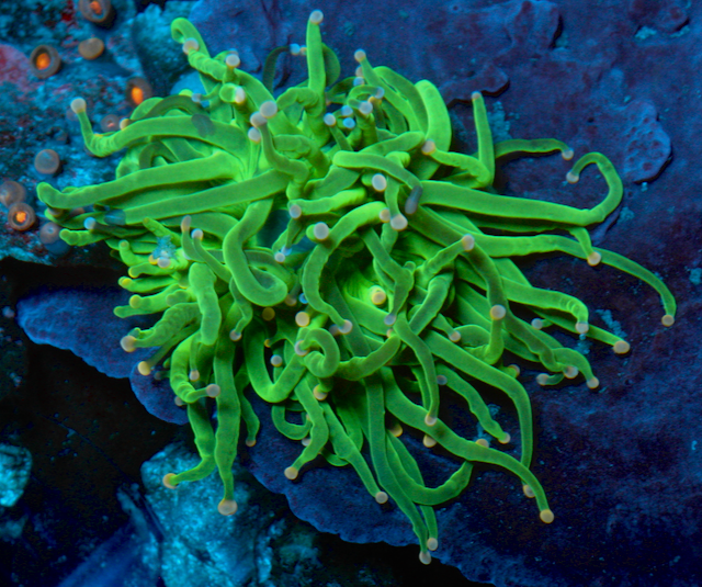 Cotton Candy Pink Tip Torch Coral Coral Reef Aquarium