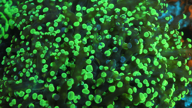 Neon Space Invader Frogspawn Coral - Reef Gardener