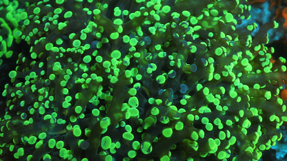Neon Space Invader Frogspawn Coral - Reef Gardener