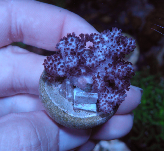 Cookies Cream Devil's Hand Leather Coral Reef Aquarium 2