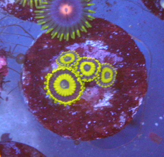 Yellow LA Laker Zoanthids Coral Reef Aquarium
