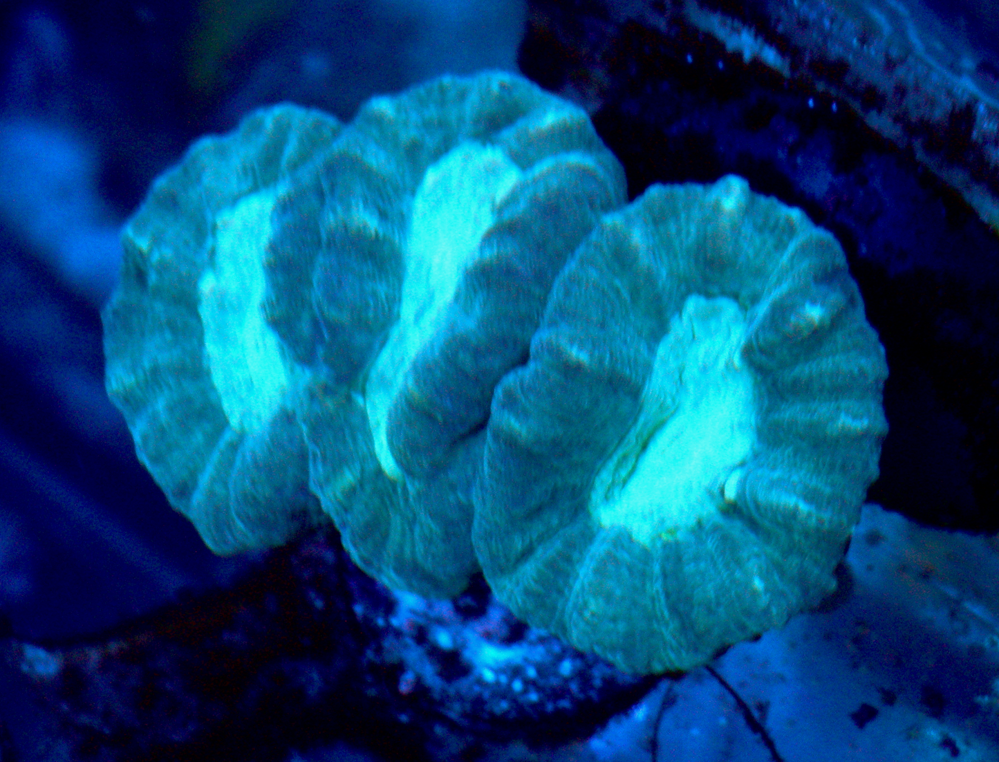 Aqua Eyes Trumpet Coral LPS Reef Aquarium
