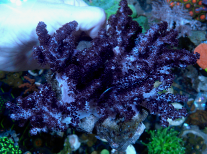 Cookies Cream Devil's Hand Leather Coral Reef 3