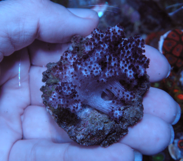 Cookies Cream Devil's Hand Leather Coral Reef Aquarium 2