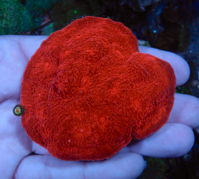 Fire Red Ruby Chalice Coral LPS Coral