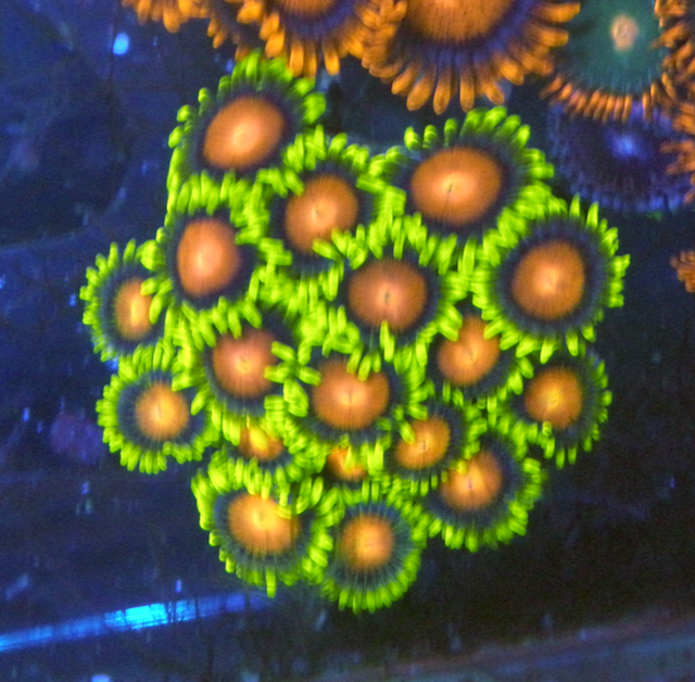Dragon Eye Yellow Brick Road Zoanthids Coral Reef Aquarium