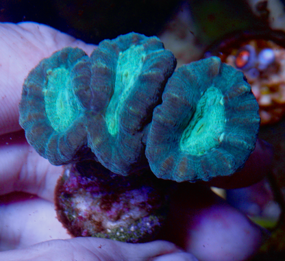 Aqua Eyes Trumpet Coral LPS Reef Aquarium