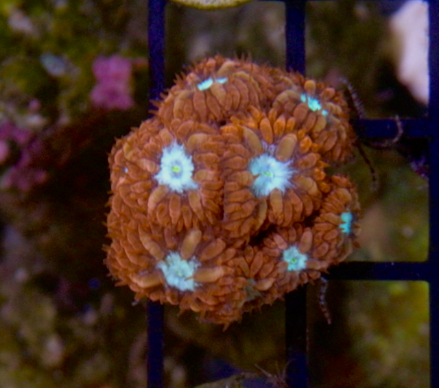 Ruby Ice Blastomussa merletti LPS Coral - Reef Gardener